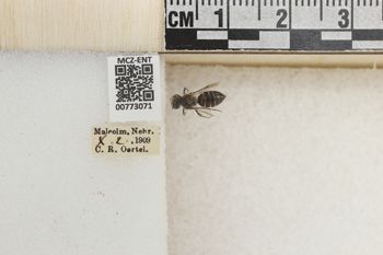 Media type: image;   Entomology 773071 Aspect: Labels